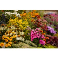 Staudenmischung für den Bauerngarten, je im 12cm Topf