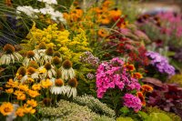 Staudenmischung für den Bauerngarten, je im 12cm Topf