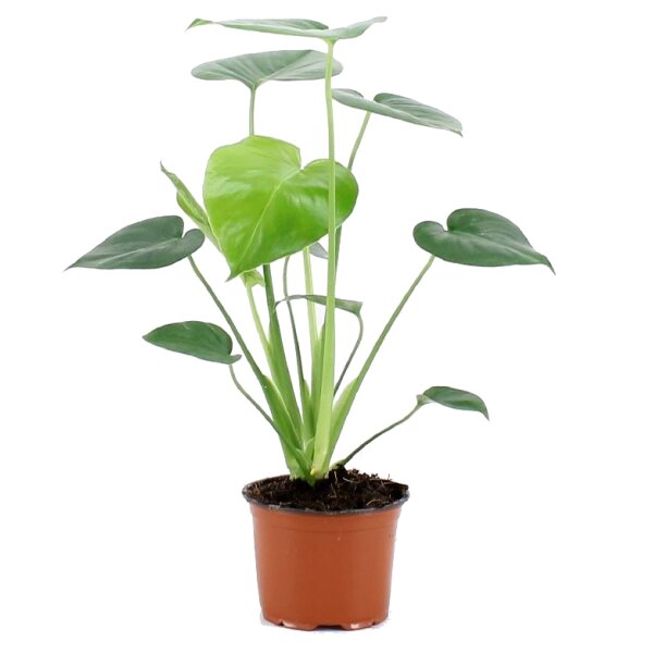 Fensterblatt, (Monstera delicosa)