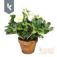 Christrose, (Helleborus niger), Sorte: Diva, im 15cm Ton...