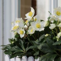 Christrose, (Helleborus niger), Sorte: Diva, im 15cm Ton...