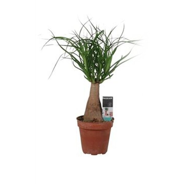 Elefantenfuß, (Beaucarnea recurvata)