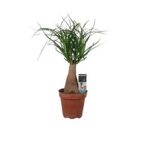 Elefantenfuß, (Beaucarnea recurvata)