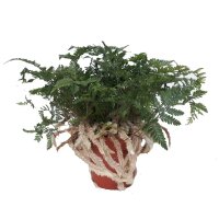 Tarantel-Farn, (Humata tyermannii)