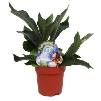 Geweihfarn, (Platycerium bifurcatum)