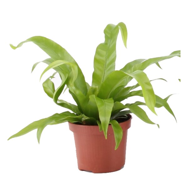 Nestfarn (Asplenium antiquum)