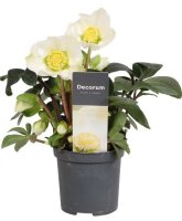 Christrose, (Helleborus niger), Sorte: Christmas Carol,...