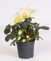 Christrose, (Helleborus niger), Sorte: Christmas Carol,...