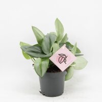 Efeutute, (Epipremnum treubii), Sorte: Moonlight, im 12cm...