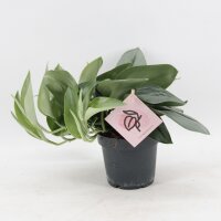 Efeutute, (Epipremnum treubii), Sorte: Moonlight, im 12cm...