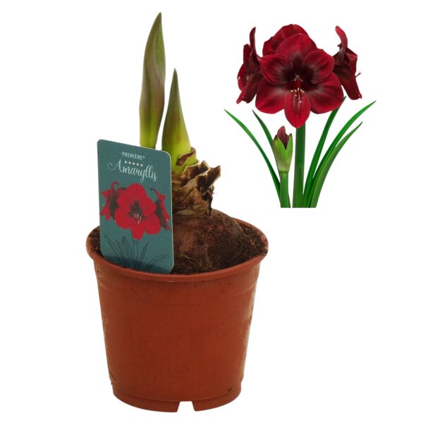 Amaryllis (Hippeastrum Hybride), Sorte: Premiere, im 13cm Topf