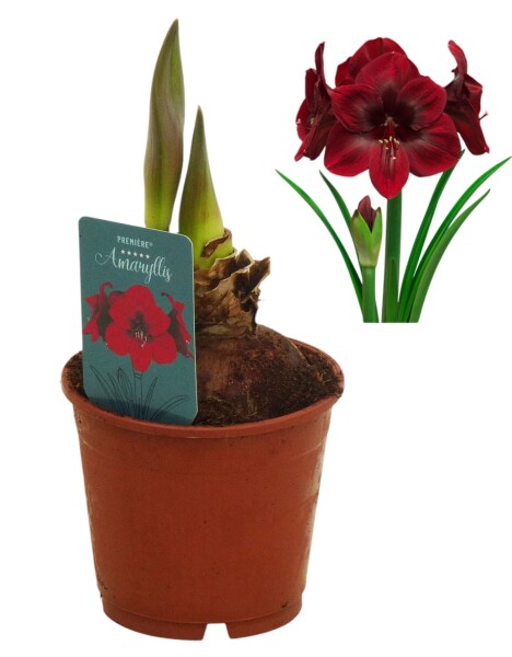 Amaryllis (Hippeastrum Hybride), Sorte: Premiere, im 13cm Topf