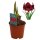 Amaryllis (Hippeastrum Hybride), Sorte: Premiere, im 13cm Topf