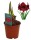 Amaryllis (Hippeastrum Hybride), Sorte: Premiere, im 13cm Topf