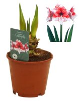 Amaryllis (Hippeastrum Hybride), Sorte: Stardust, im 13cm...