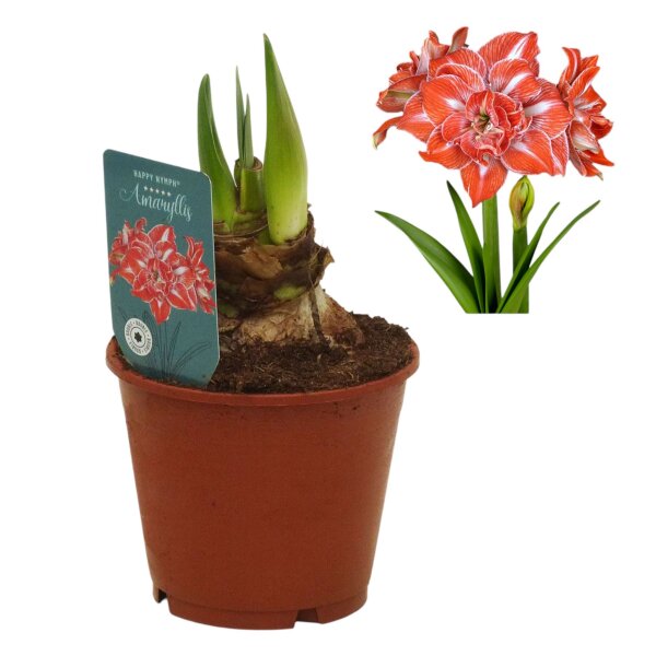 Amaryllis (Hippeastrum Hybride), Sorte: Happy Nymph, im 13cm Topf