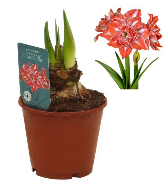 Amaryllis (Hippeastrum Hybride), Sorte: Happy Nymph, im 13cm Topf