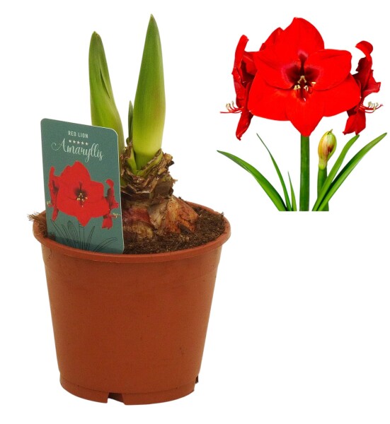 Amaryllis (Hippeastrum Hybride), Sorte: Red Lion, im 13cm Topf