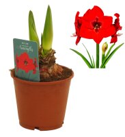 Amaryllis (Hippeastrum Hybride), Sorte: Red Lion, im 13cm...