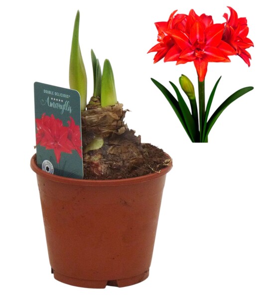 Amaryllis (Hippeastrum Hybride), Sorte: Double Delicious, im 13cm Topf