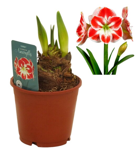 Amaryllis (Hippeastrum Hybride), Sorte: Samba, im 13cm Topf