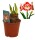 Amaryllis (Hippeastrum Hybride), Sorte: Samba, im 13cm Topf