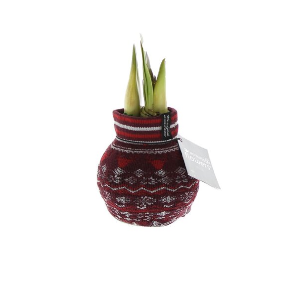 Waxz® Amarylliszwiebel (Hippeastrum Hybride), Fashionz Nordic, mit Norwegersocke