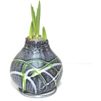 Waxz&reg; Amarylliszwiebel (Hippeastrum Hybride), Picasso