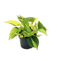 Efeutute, (Philodendron), Sorte: Brasil