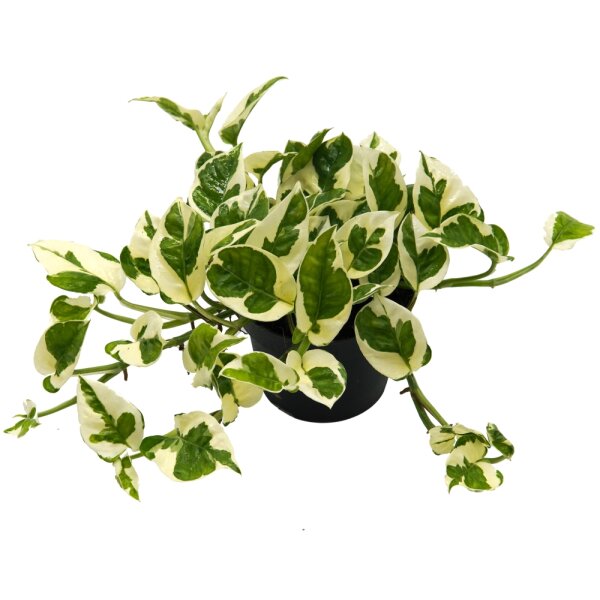 Efeutute (Epipremnum aureum) Sorte: NJoy