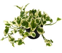 Efeutute (Epipremnum aureum) Sorte: NJoy