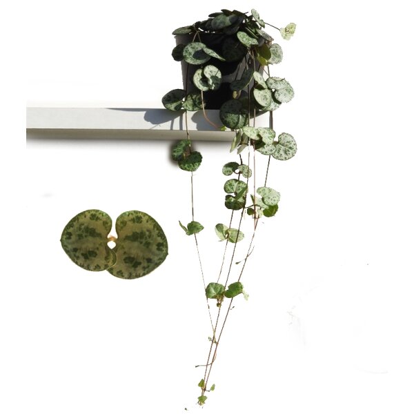 Leuchterblume, (Ceropegia woodii ssp. woodii)