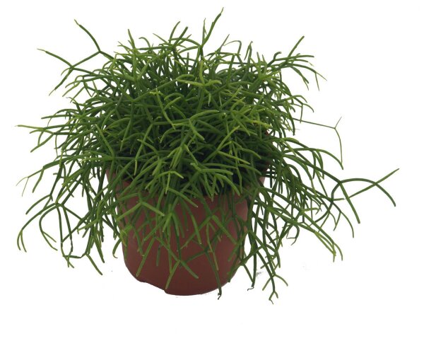 Korallenkaktus (Rhipsalis cassutha)