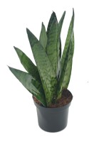 Sanseveria Fan (Sanseveria zeylanica)