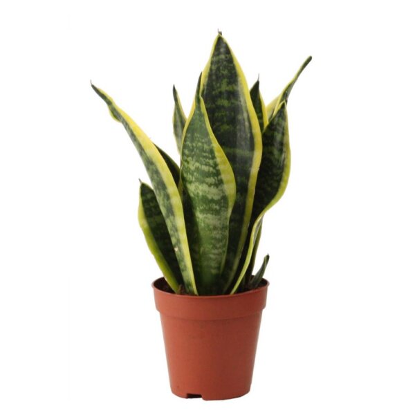 Sanseveria, (Sanseveria laurentii), Sorte: Superba