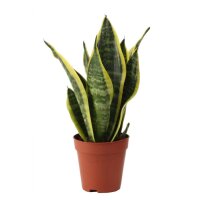 Sanseveria, (Sanseveria laurentii), Sorte: Superba