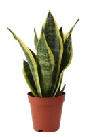 Sanseveria, (Sanseveria laurentii), Sorte: Superba