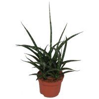 Sanseveria, (Sanseveria Fernwood Punki)