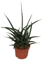 Sanseveria, (Sanseveria Fernwood Punki)