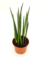 Sanseveria Mikado (Sanseveria)