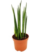 Sanseveria Mikado (Sanseveria)