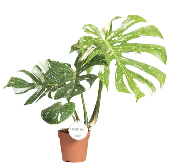 Fensterblatt, (Monstera deliciosa), Sorte: Thai Constellati, im ca. 15cm Topf, 45cm hoch