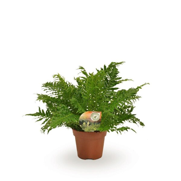 Rippenfarn, (Blechnum gibbum), Sorte: Silver Lady, im 17cm Topf, ca. 50cm hoch