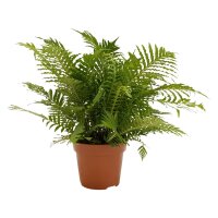 Rippenfarn, (Blechnum gibbum), Sorte: Silver Lady, im 17cm Topf, ca. 50cm hoch