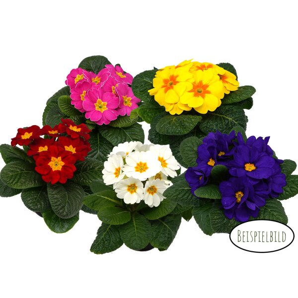 Kissenprimel, bunt gemischt, im ca. 10cm Topf