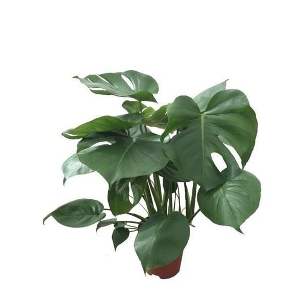Fensterblatt, (Monstera delicosa), im 14cm Topf, ca. 65cm hoch
