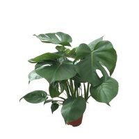 Fensterblatt, (Monstera delicosa), im 14cm Topf, ca. 65cm hoch