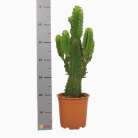 Wolfsmilch Kaktus, (Euphorbia ingens), ca. 60cm hoch im...