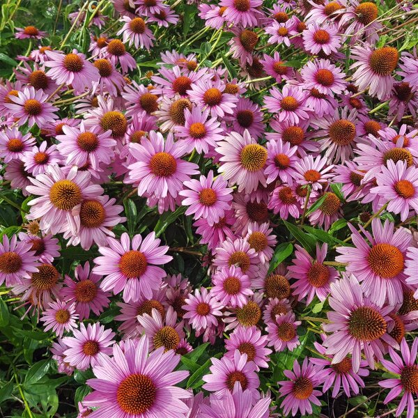 Roter Sonnenhut (Echinacea purpurea Magnus)