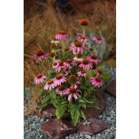 Roter Sonnenhut (Echinacea purpurea Magnus)